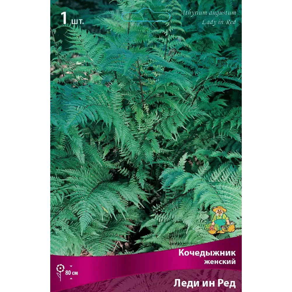 Фото Кочедыжник женский Леди Ин Ред луковица I