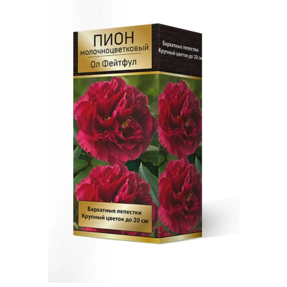 Фото Пион травянистый Ол Фейтфул луковица 2-3 Фото Пион травянистый Ол Фейтфул луковица 2-3