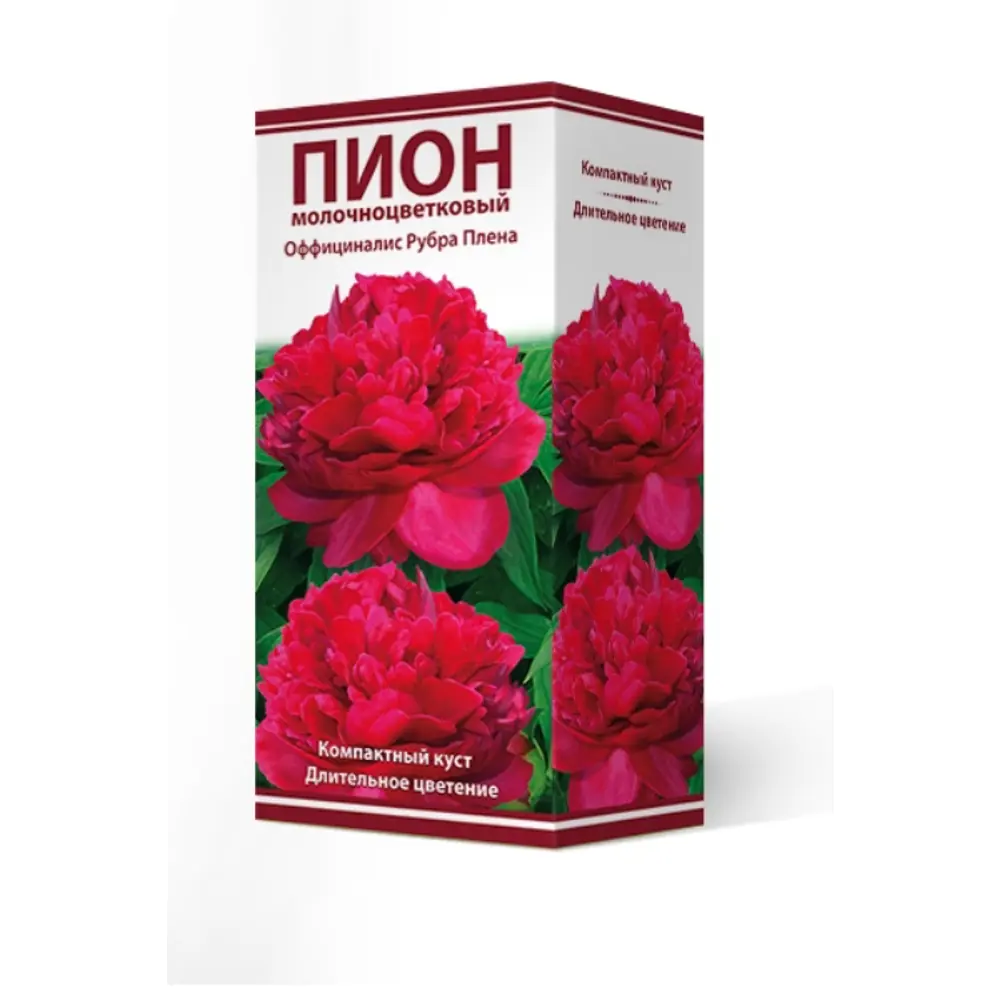 Фото Пион травянистый Оффициналис Рубра Плена луковица 2-3 Фото Пион травянистый Оффициналис Рубра Плена луковица 2-3