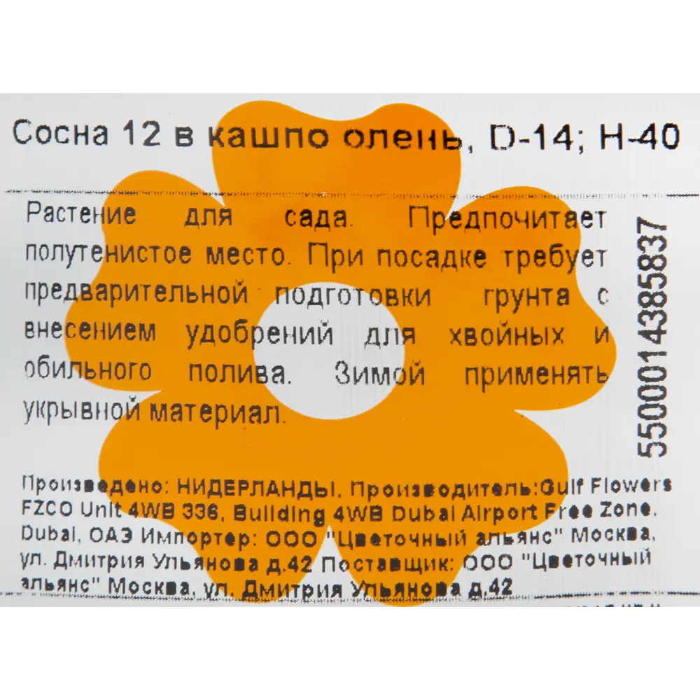 Фото 4 Сосна в кашпо Олень 14x40 см Фото 4 Сосна в кашпо Олень 14x40 см