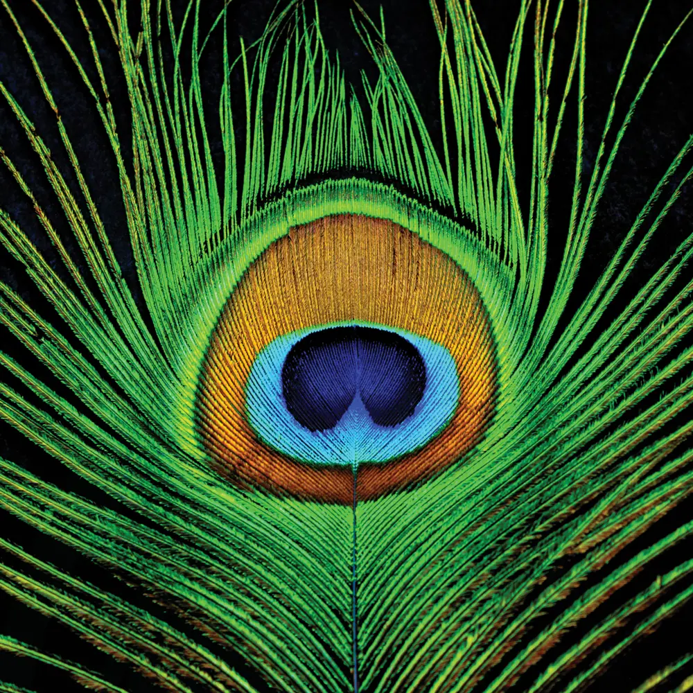 Фото Картина на стекле «Перо павлина 2» 30x30 см Фото Картина на стекле «Перо павлина 2» 30x30 см