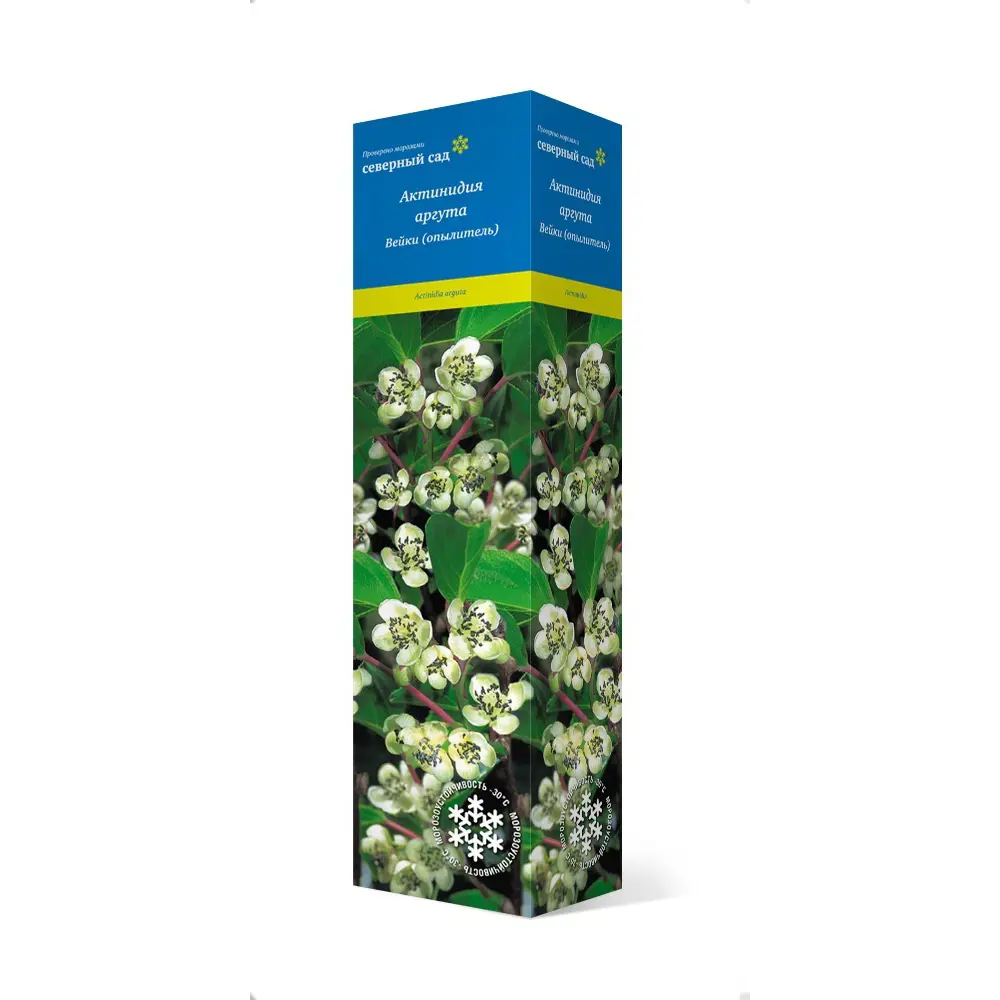 Фото Актинидия аргута Вейки h37 см Фото Актинидия аргута Вейки h37 см