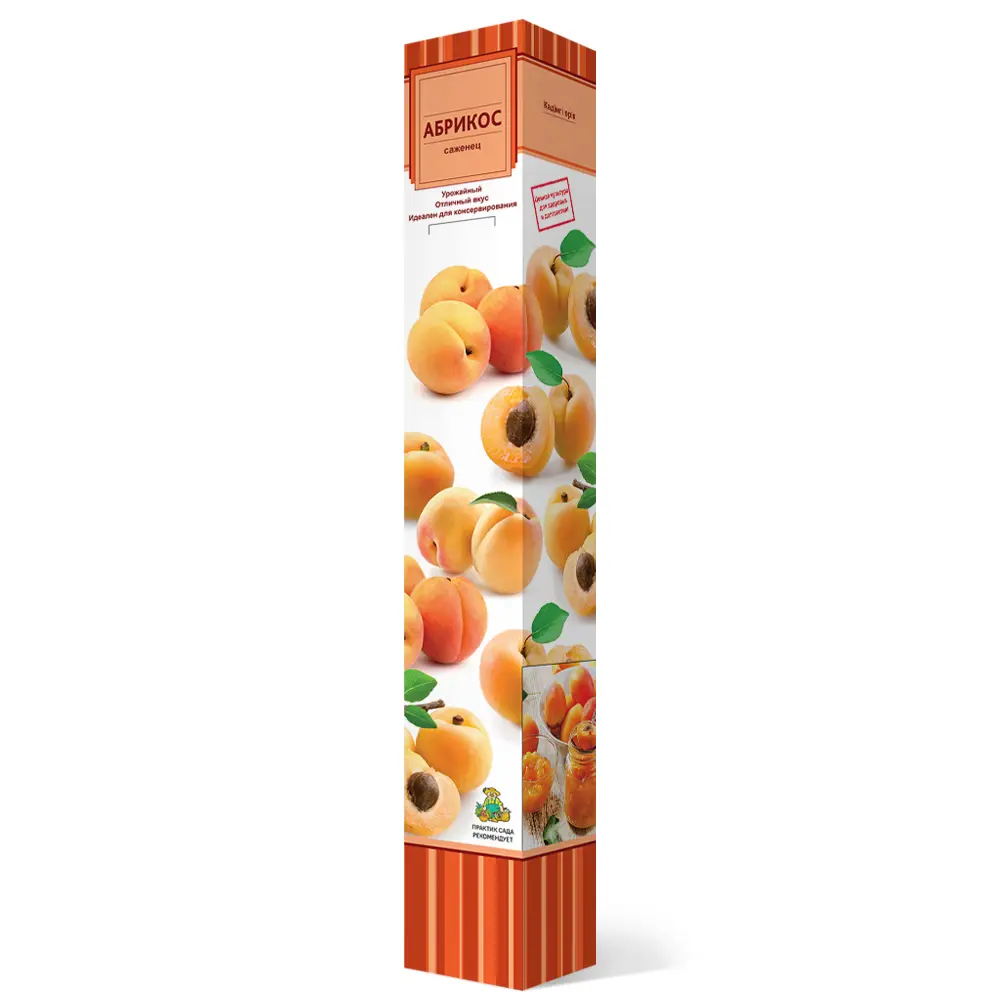 Фото Абрикос Саратовский рубин h64 см