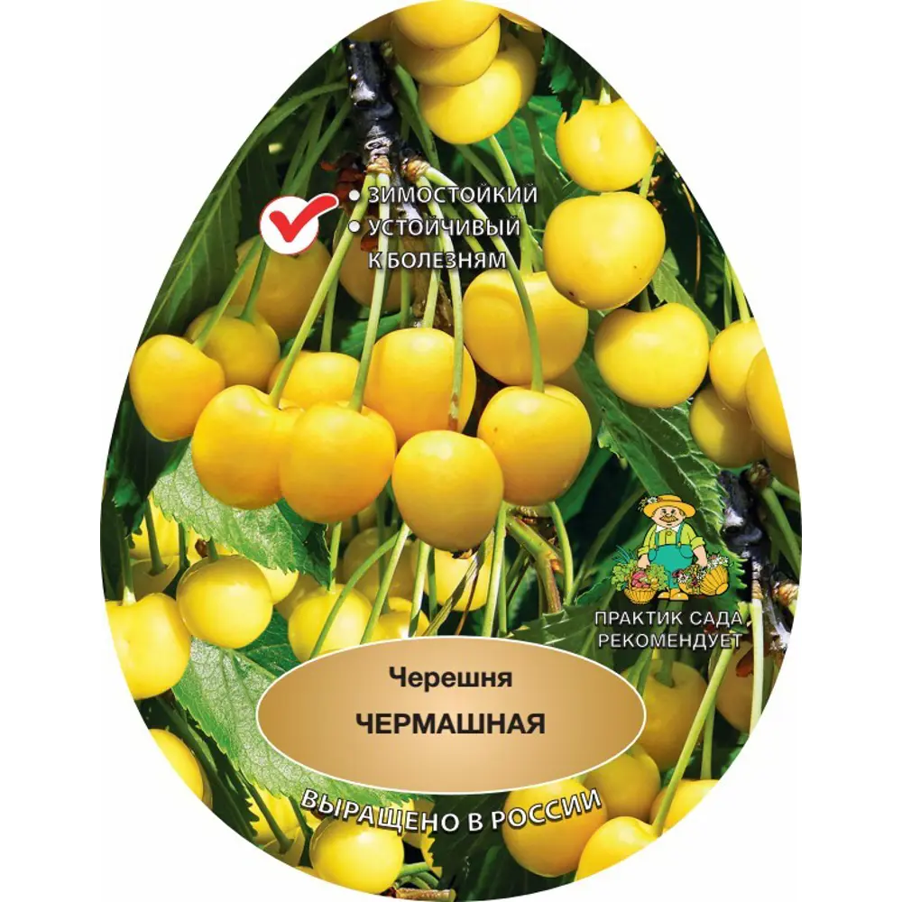 Фото 2 Черешня Чермашная h220 см