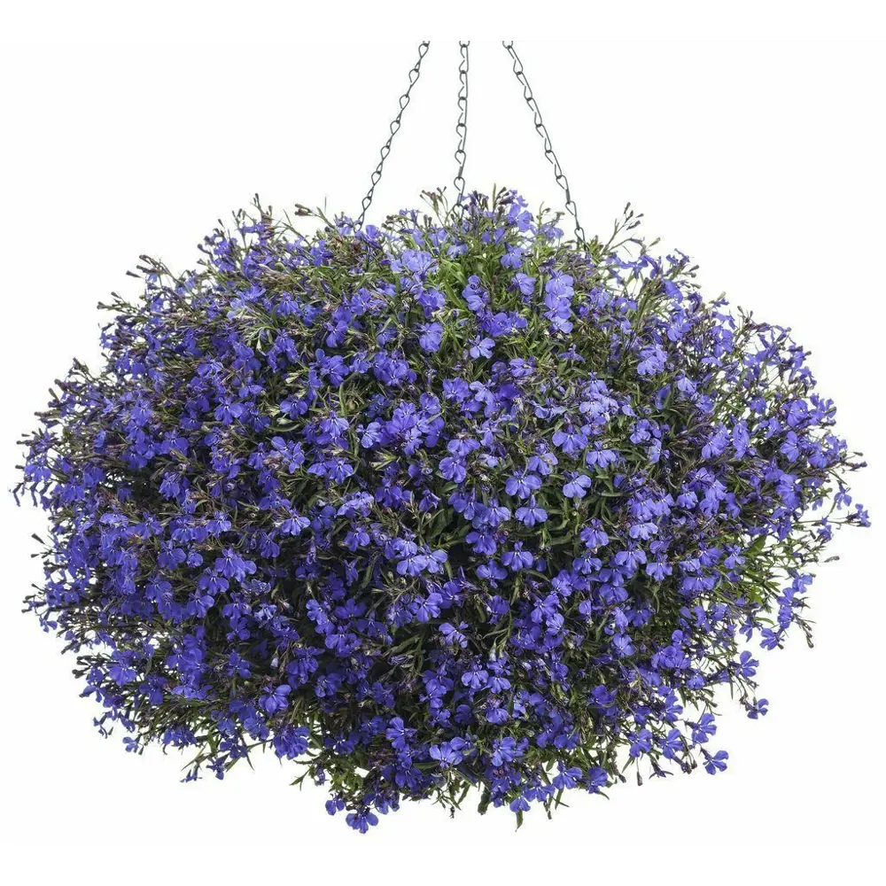 Фото Лобелия в кашпо ø21 h35 см Фото Лобелия в кашпо ø21 h35 см