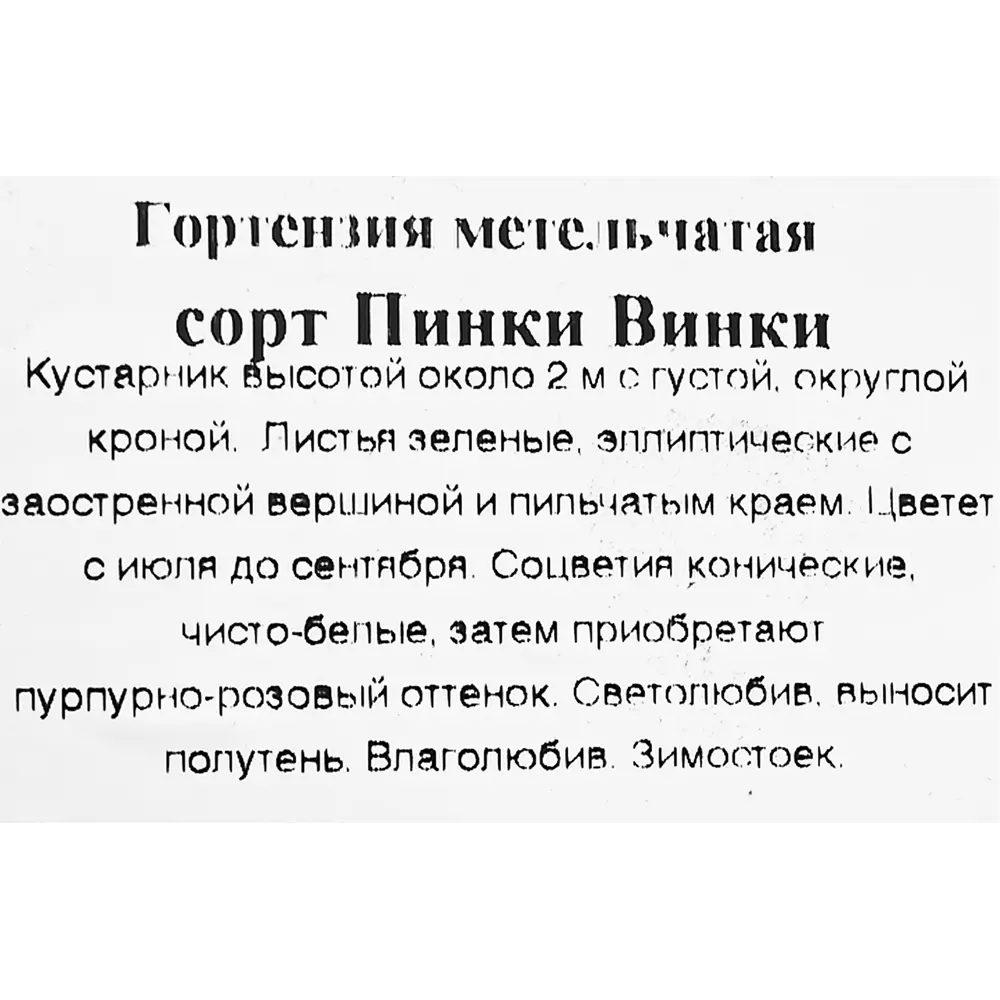 Фото 3 Гортензия метельчатая Пинки Винки 9x30 см Фото 3 Гортензия метельчатая Пинки Винки 9x30 см