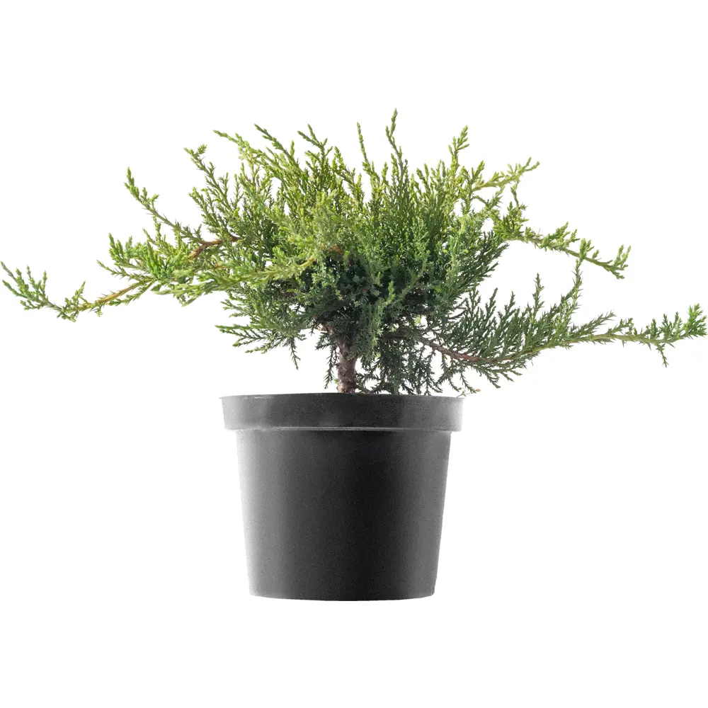 Фото Можжевельник «Тамарисцифолия» С3 15-25см.