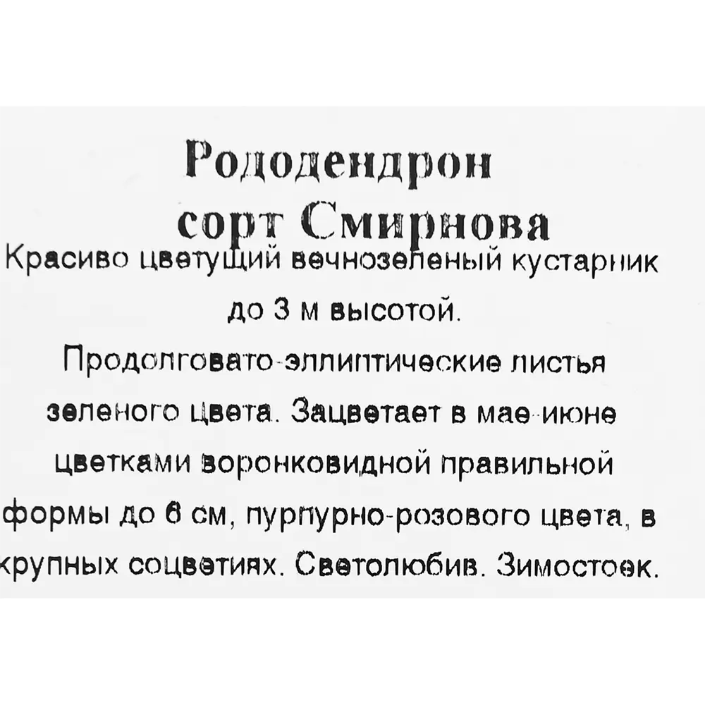 Фото 3 Рододендрон «Смирнова» в коробке Фото 3 Рододендрон «Смирнова» в коробке