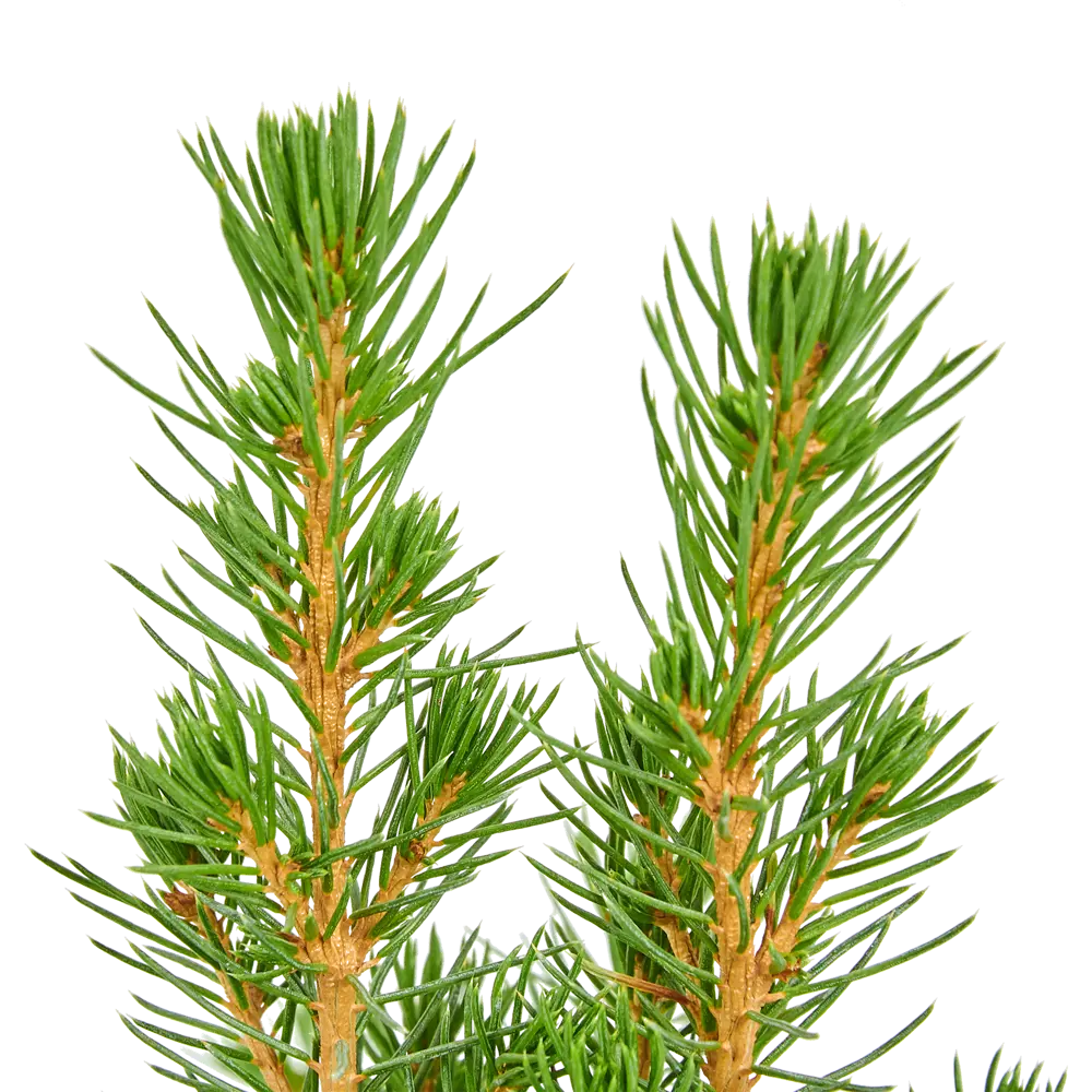 Фото 3 Ель Коника с игрушкой 9x32-35 см Фото 3 Ель Коника с игрушкой 9x32-35 см