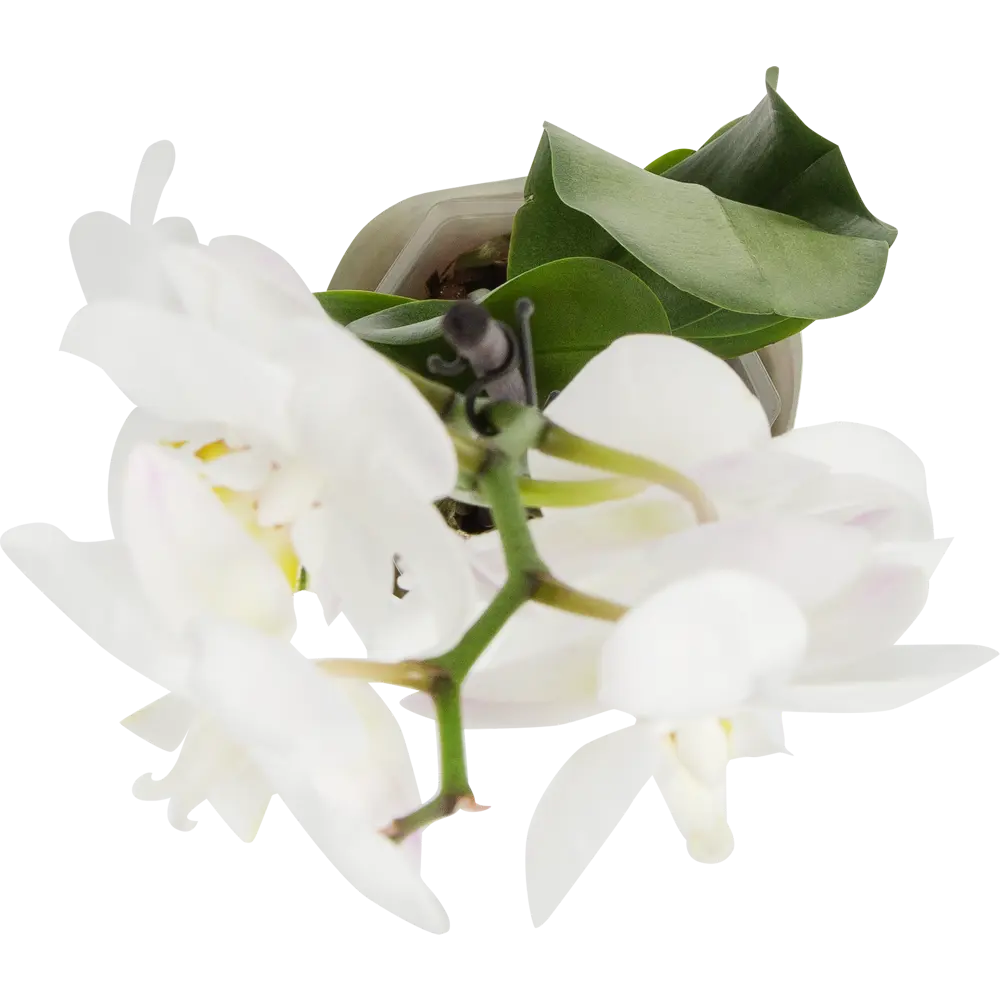 Фото 2 Орхидея Фаленопсис с декором ø12 h45 см Цветочный альянс Фото 2 Орхидея Фаленопсис с декором ø12 h45 см Цветочный альянс