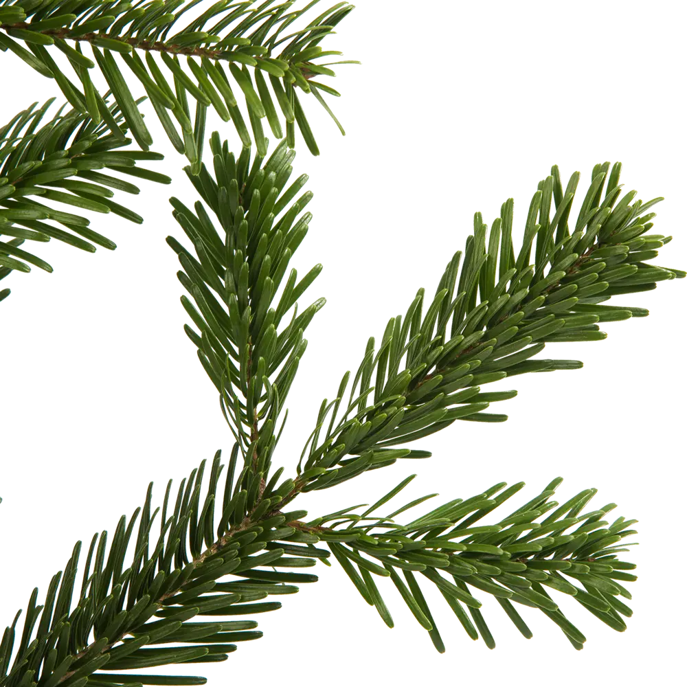 Фото 2 Ветка Пихты живая срезанная 30-60 см