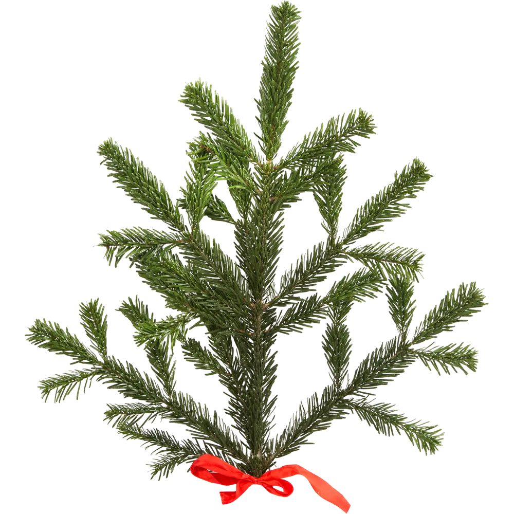Фото Ветка Пихты живая срезанная 30-60 см