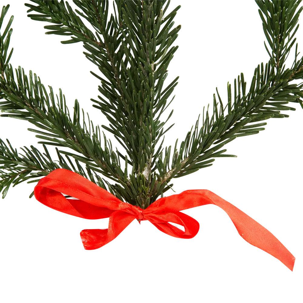 Фото 3 Ветка Пихты живая срезанная 30-60 см