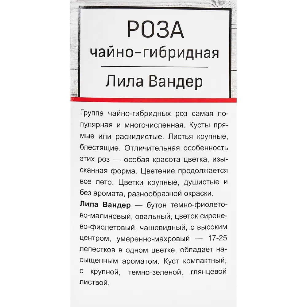 Фото 3 Розы чайно-гибридные «Лилла Вондер» Фото 3 Розы чайно-гибридные «Лилла Вондер»