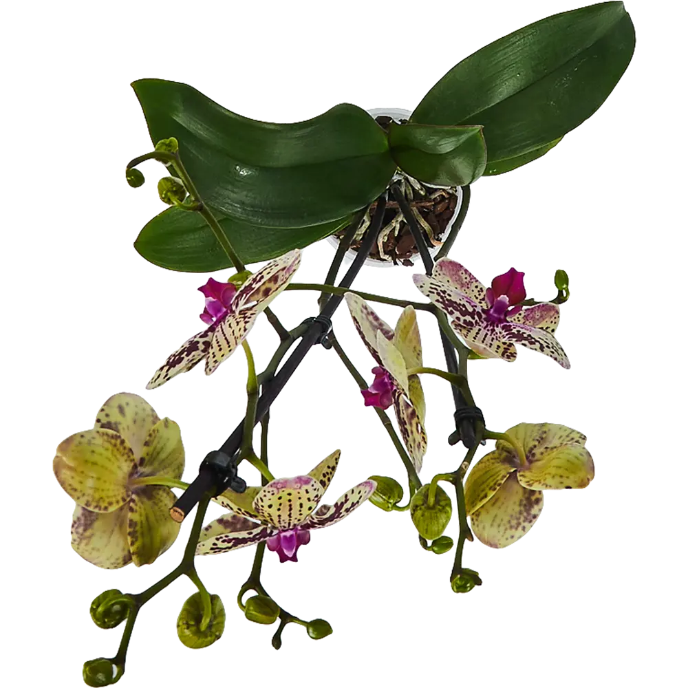 Фото 2 Орхидея Фаленопсис микс 1 стебель ø12 h75 см Фото 2 Орхидея Фаленопсис микс 1 стебель ø12 h75 см