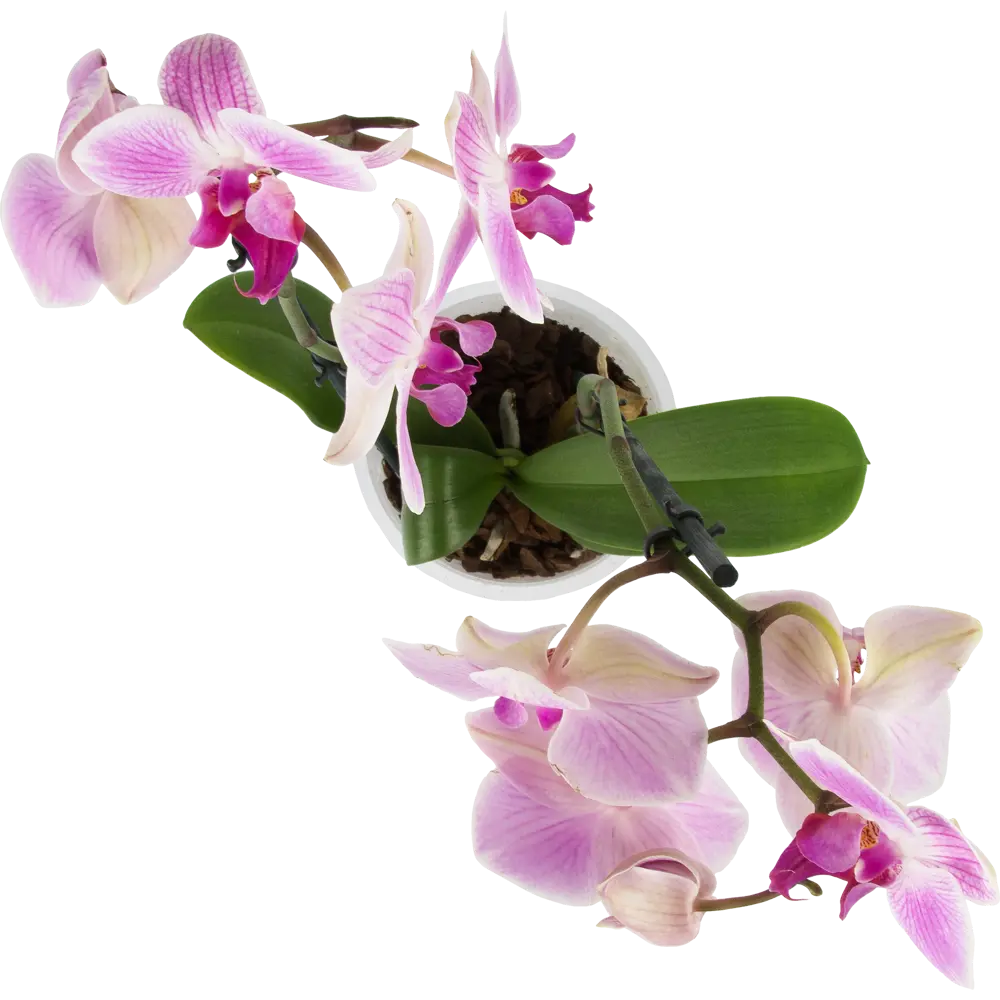 Фото 3 Орхидея Фаленопсис микс 2 стебля ø12 h60 см Фото 3 Орхидея Фаленопсис микс 2 стебля ø12 h60 см