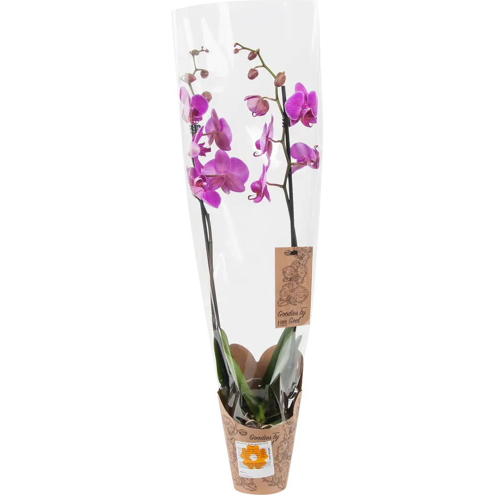 Фото 4 Орхидея Фаленопсис 6 цветов микс ø12 h65 см Фото 4 Орхидея Фаленопсис 6 цветов микс ø12 h65 см