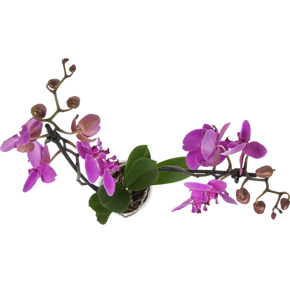 Фото 2 Орхидея Фаленопсис 6 цветов микс ø12 h65 см Фото 2 Орхидея Фаленопсис 6 цветов микс ø12 h65 см