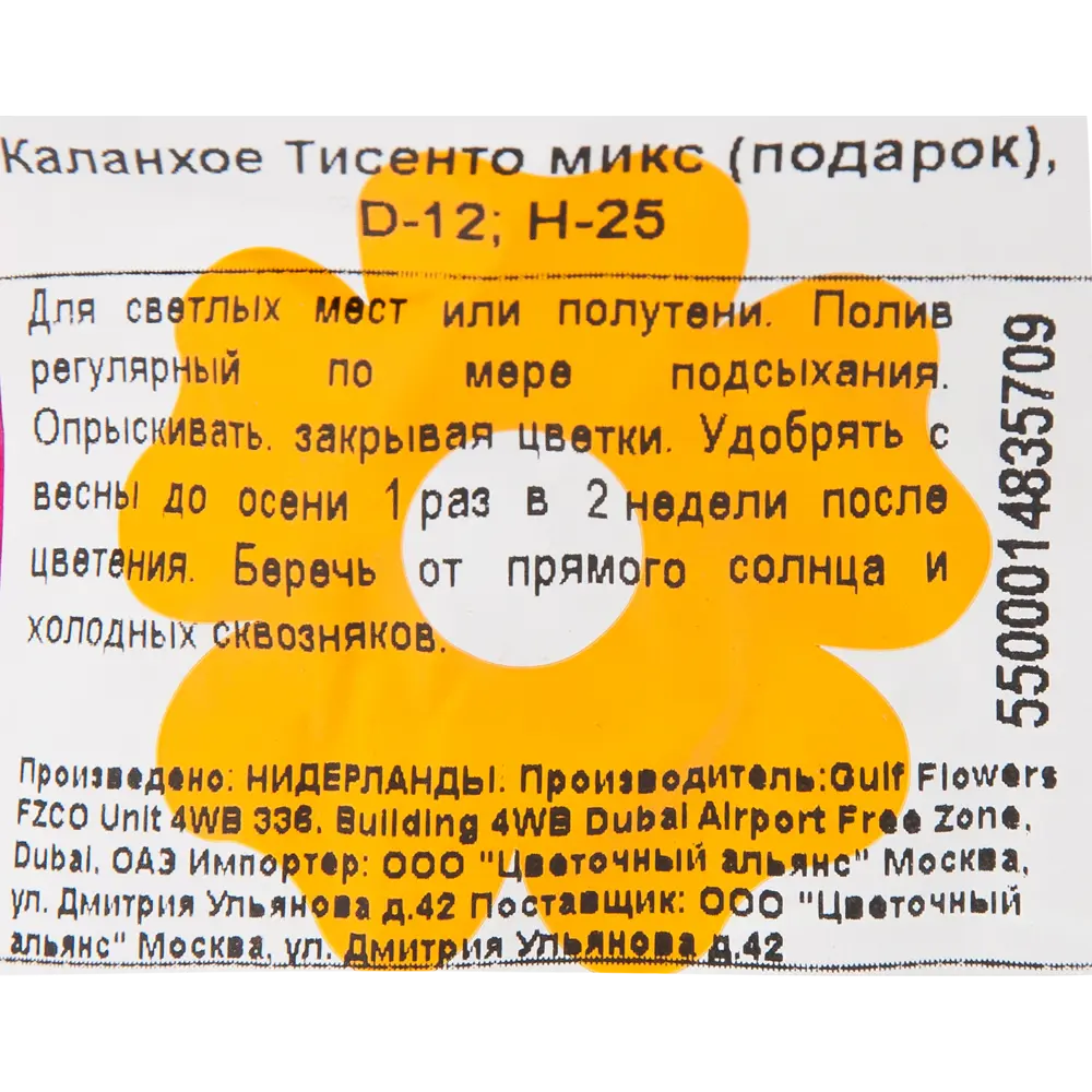 Фото 3 Каланхое Тисенто микс в подарочной упаковке ø12 h25 см Фото 3 Каланхое Тисенто микс в подарочной упаковке ø12 h25 см