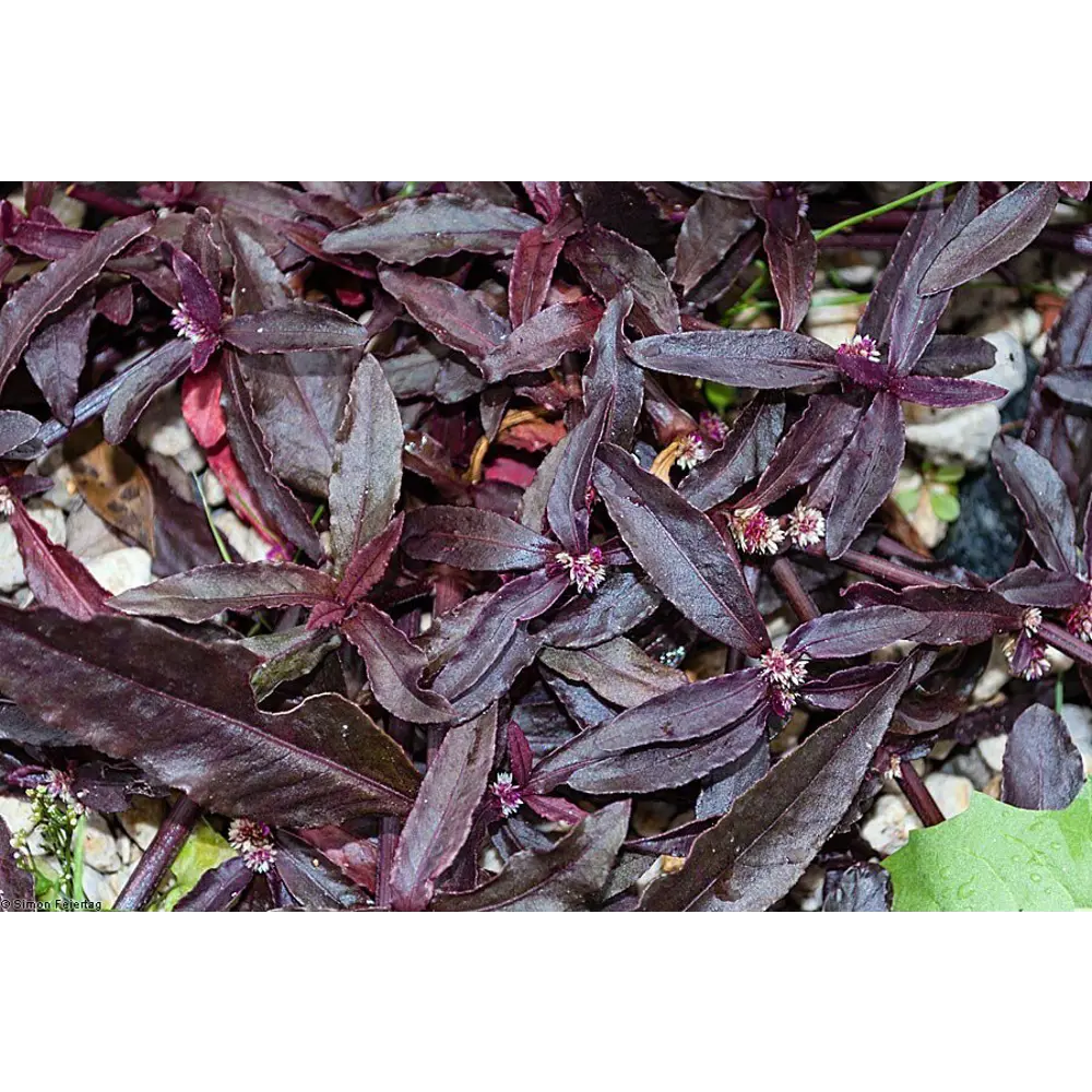 Фото Альтернантера h20 см 6 шт Фото Альтернантера h20 см 6 шт