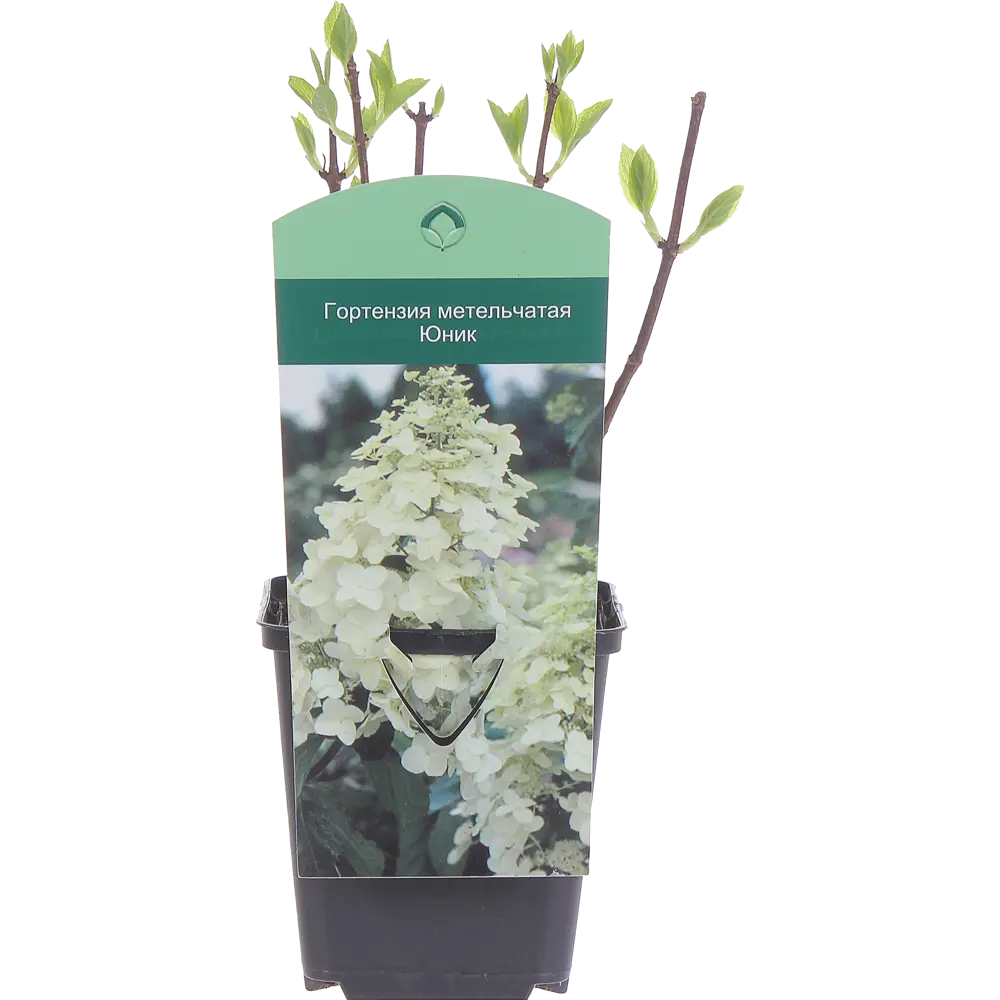 Фото Гортензия метельчатая «Юник» Р9 Фото Гортензия метельчатая «Юник» Р9