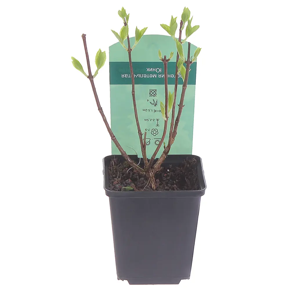 Фото 3 Гортензия метельчатая «Юник» Р9 Фото 3 Гортензия метельчатая «Юник» Р9