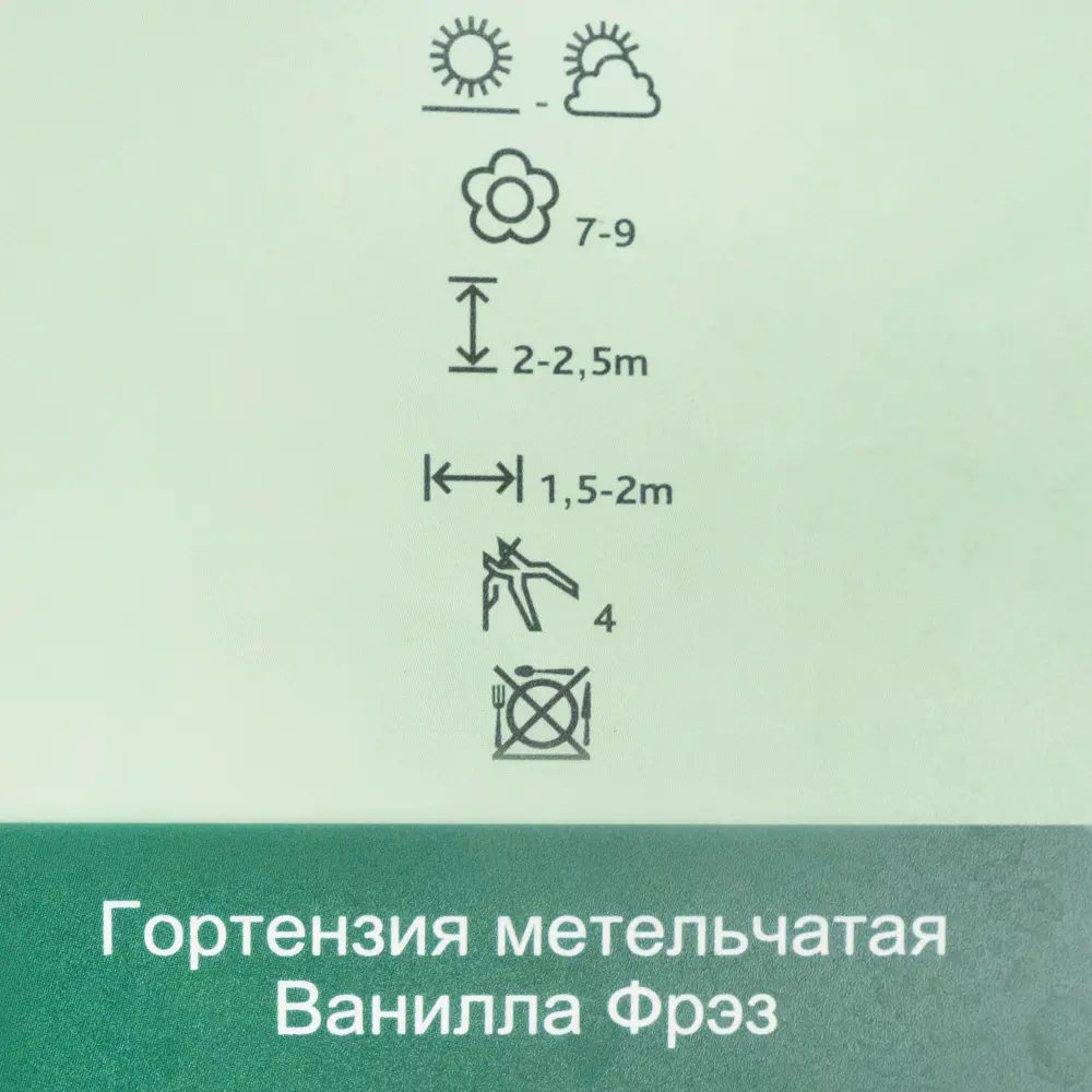 Фото 3 Гортензия метельчатая Ванилла Фрэз P9 Цветочный альянс Фото 3 Гортензия метельчатая Ванилла Фрэз P9 Цветочный альянс