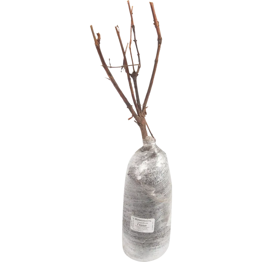 Фото 2 Жимолость Герда Поиск Инвест