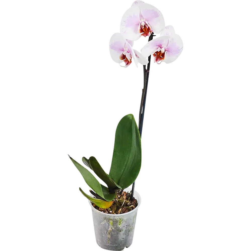 Фото Орхидея Фаленопсис Стандарт микс 1 стебель ø12 h50 см Фото Орхидея Фаленопсис Стандарт микс 1 стебель ø12 h50 см