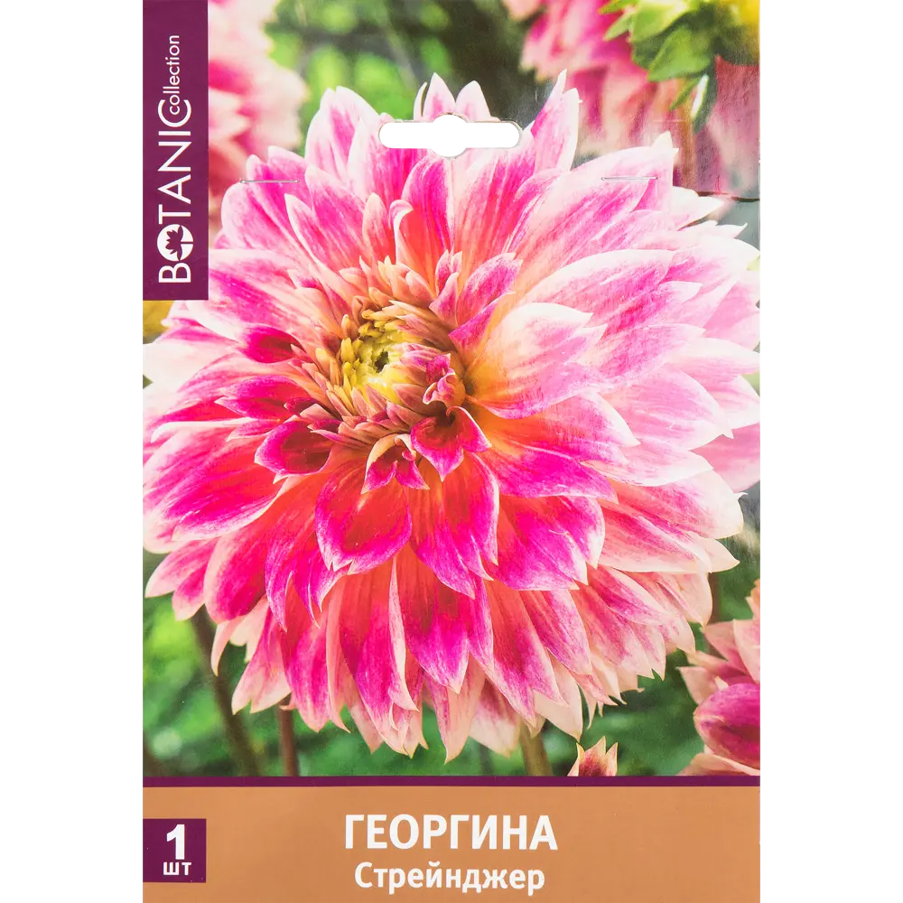 Фото Георгина бахромчатая Стрейнджер I, 1 шт