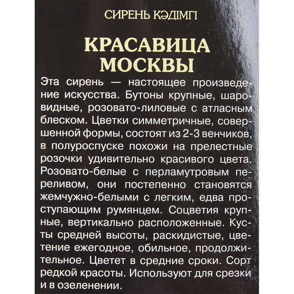 Фото 2 Сирень Красавица Москвы в тубе Поиск Инвест Фото 2 Сирень Красавица Москвы в тубе Поиск Инвест