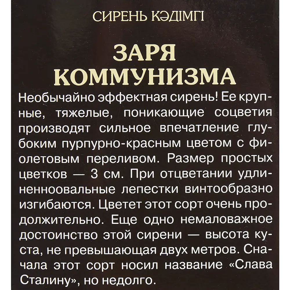 Фото 2 Сирень Заря Коммунизма в тубе Поиск Инвест Фото 2 Сирень Заря Коммунизма в тубе Поиск Инвест