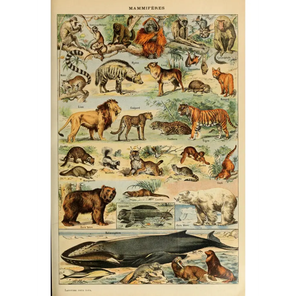 Фото 3 Постер Просто Постер Виды животных 40x50 в раме Металл Фото 3 Постер Просто Постер Виды животных 40x50 в раме Металл