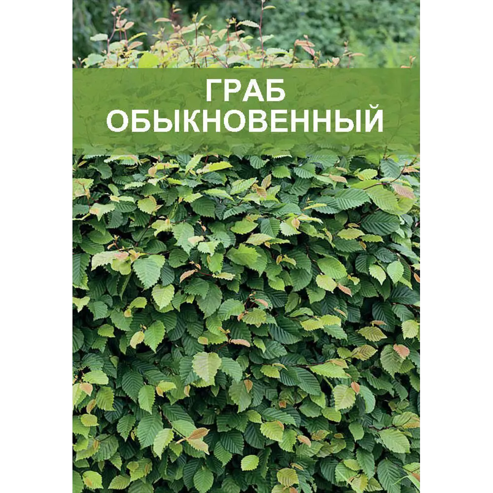 Фото Граб обыкновенный 2 л h40 см Фото Граб обыкновенный 2 л h40 см