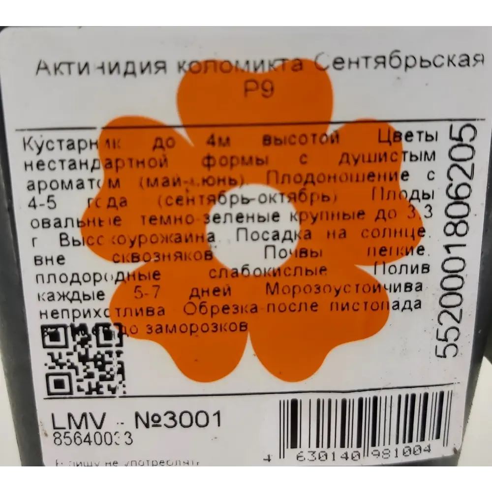 Фото Актинидия коломикта Сентябрьская ø9 h30 см Фото Актинидия коломикта Сентябрьская ø9 h30 см