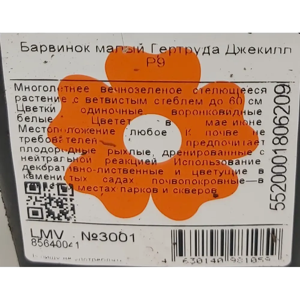 Фото 2 Барвинок малый Гертруда Джекилл ø9 h30 см Фото 2 Барвинок малый Гертруда Джекилл ø9 h30 см