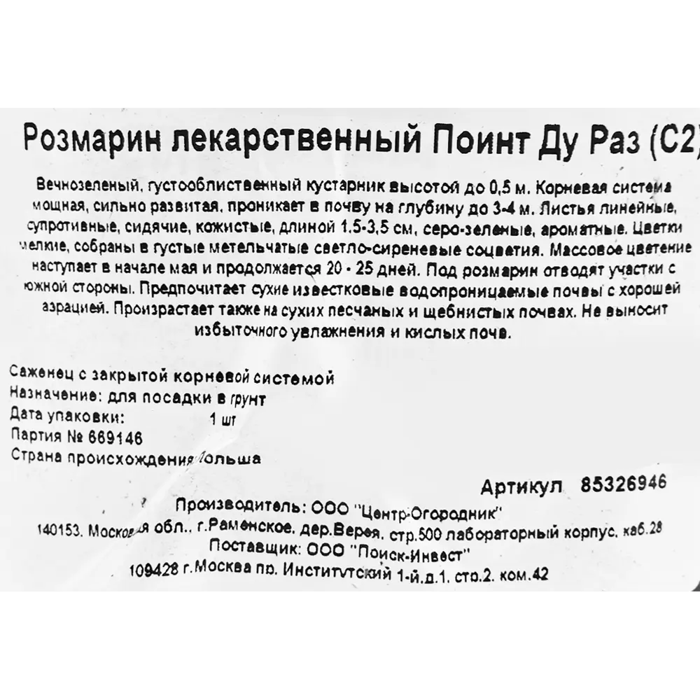 Фото 2 Розмарин лекарственный Поинт ду Раз ø17 h20 см