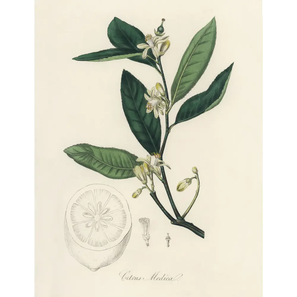 Фото 2 Постер Простопостер "Виды цветов" 40x30 см