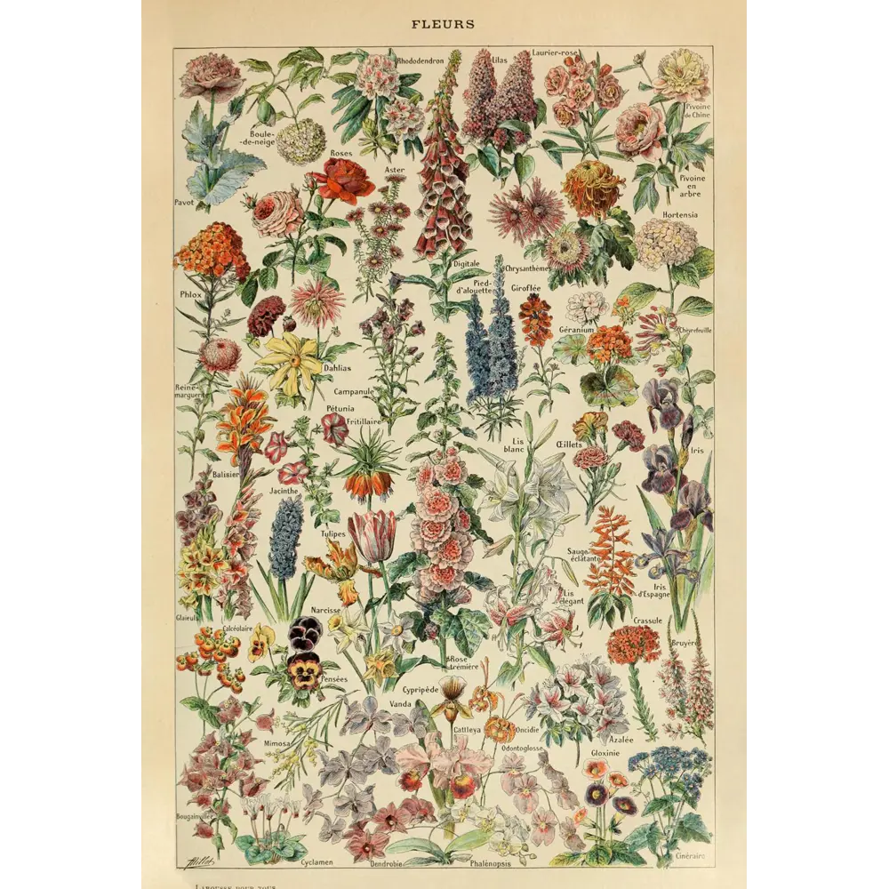 Фото 3 Постер Простопостер "Виды цветов" 40x30 см