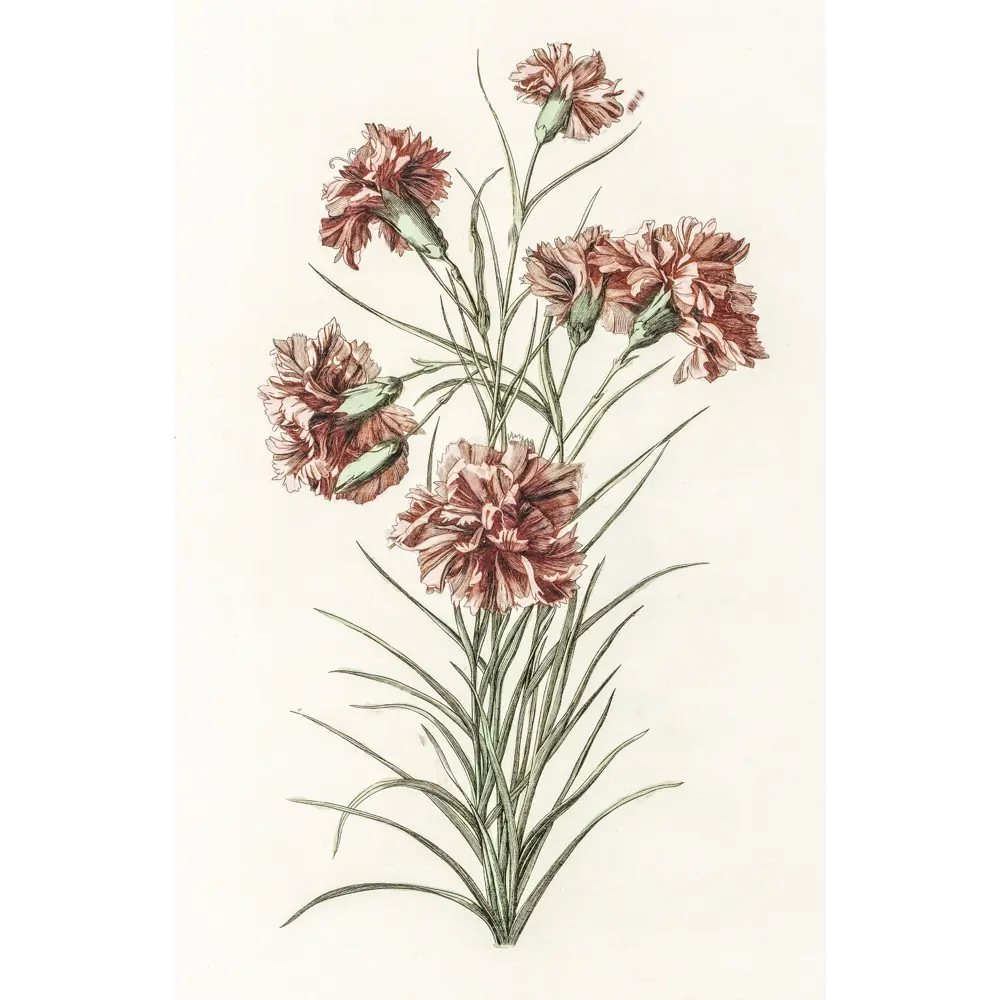 Фото 4 Постер Простопостер "Виды цветов" 40x30 см