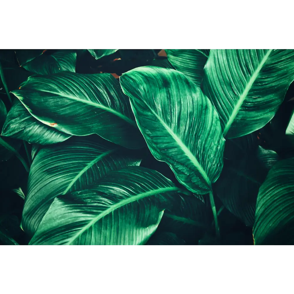 Фото 2 Постер Простопостер "Зеленые листья" 120x90 см