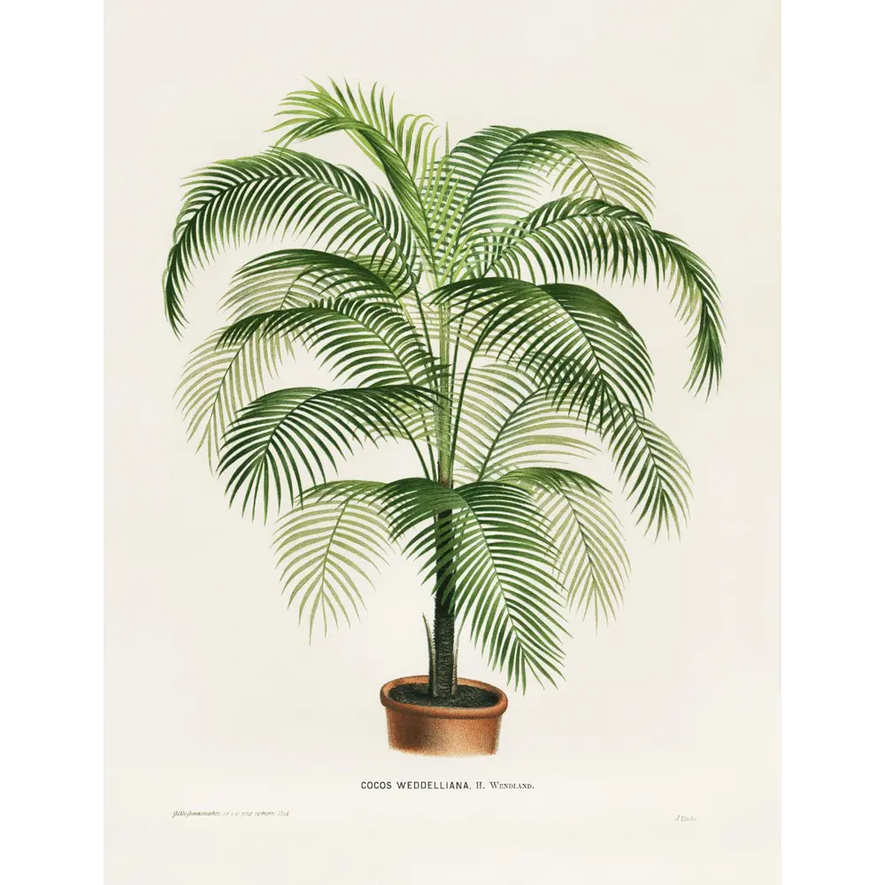 Фото Плакат Просто Постер Кокосовая пальма в горшке 90x120 в подарочном тубусе 849755717841 без рамы Фото Плакат Просто Постер Кокосовая пальма в горшке 90x120 в подарочном тубусе 849755717841 без рамы
