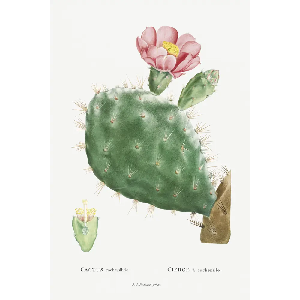 Фото 2 Плакат Просто Постер Кактус Кохениллифер 90x120 в подарочном тубусе 659019426101 без рамы