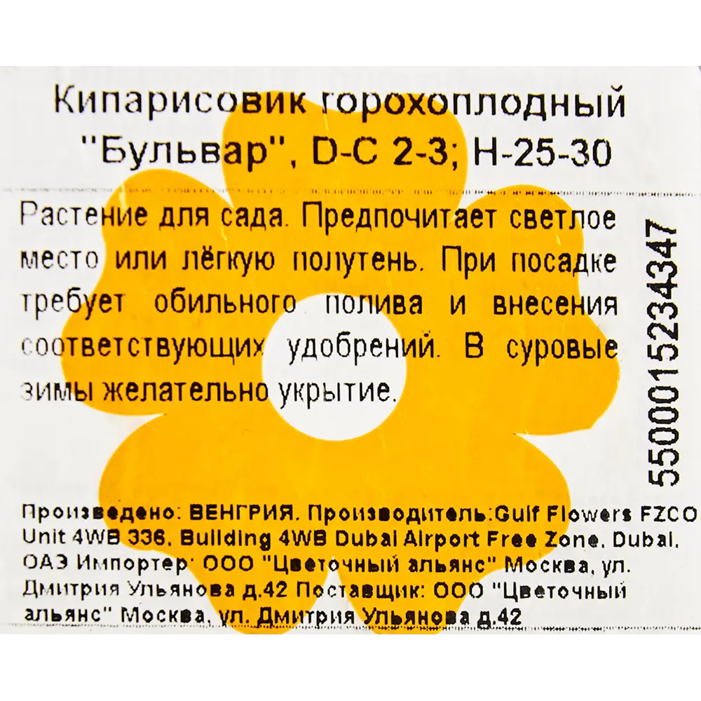 Фото 2 Кипарисовик горох «Бульвар» 2-3 л 25-30 см Фото 2 Кипарисовик горох «Бульвар» 2-3 л 25-30 см