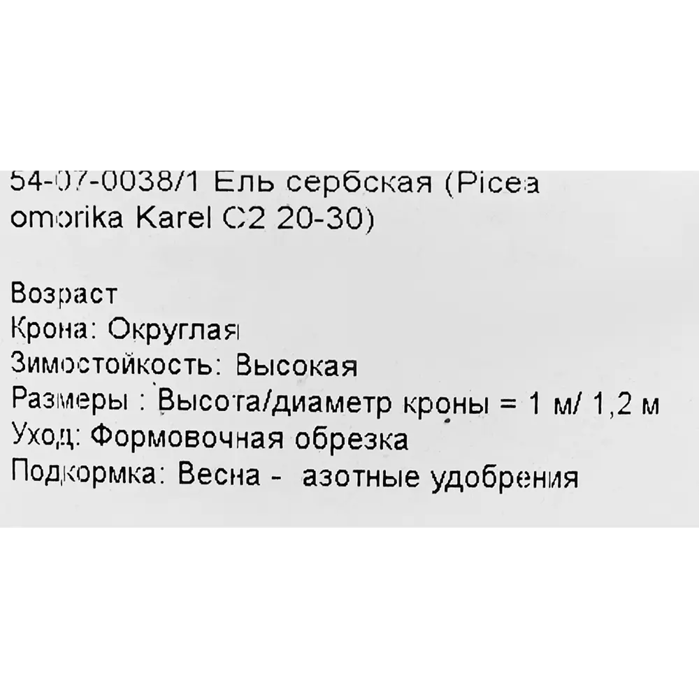 Фото 2 Ель серебристая «Карел», С2/20-30 см Фото 2 Ель серебристая «Карел», С2/20-30 см