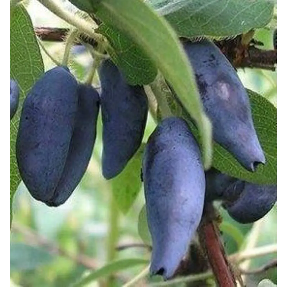 Фото Жимолость плодовая «Камчадалка» C3 высота 50 см Фото Жимолость плодовая «Камчадалка» C3 высота 50 см