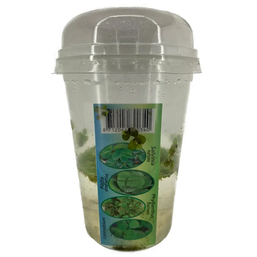 Фото Кислородные водоросли микс ø9 h5 см