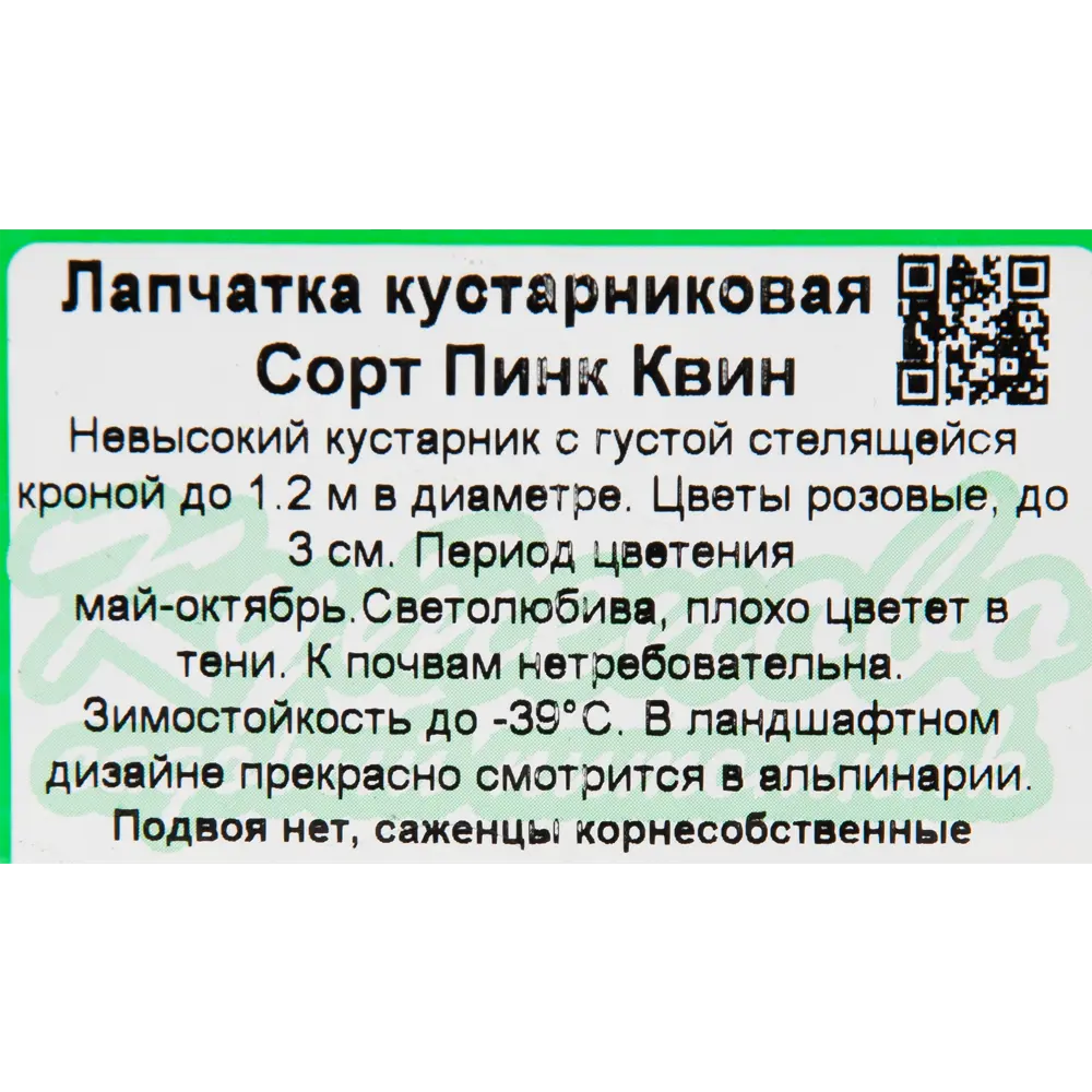 Фото 3 Лапчатка «Пинк Квин» 15x30 см Фото 3 Лапчатка «Пинк Квин» 15x30 см