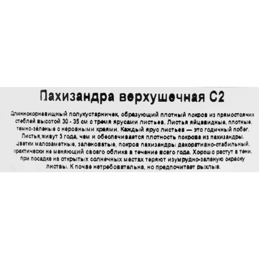 Фото 3 Пахизандра верхушечная микс ø17 h30 см Фото 3 Пахизандра верхушечная микс ø17 h30 см