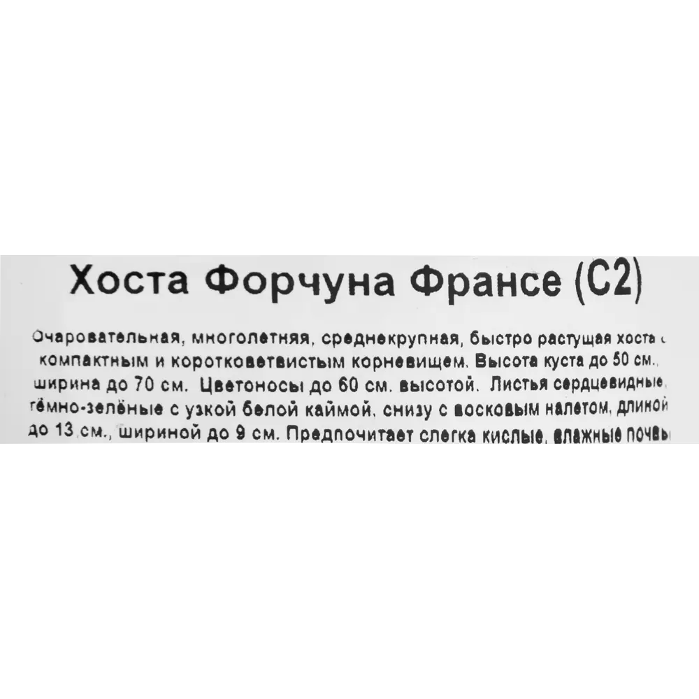 Фото 3 Хоста Форчуна «Франси», контейнер 1.5 л Фото 3 Хоста Форчуна «Франси», контейнер 1.5 л